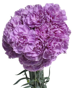 Clavel violeta de la empresa australiana Florigene, que comercializará la variedad azul