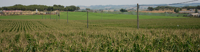 maiz transgenico biotecnologia verde agraria