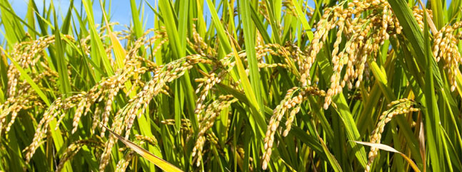 plantas arroz mejorado geneticamente irri