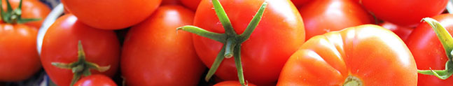 tomate transgenico modificado geneticamente biotecnologia