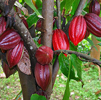 Planta cacao gen
