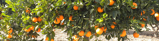 naranjo modificado geneticamente