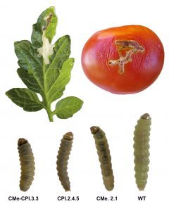 Tuta absoluta planta tomate