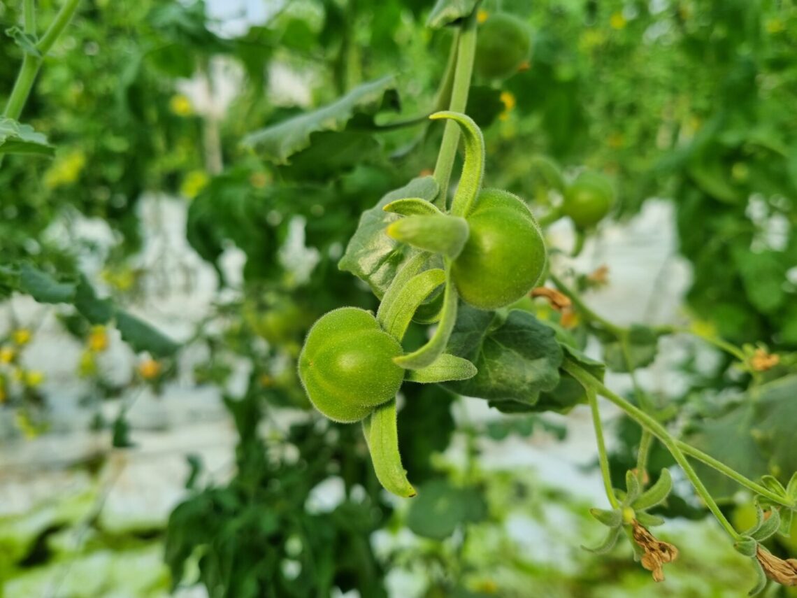 Científicos israelíes desarrollan una nueva variedad de tomate