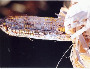 Mazorca dañada por la plaga del taladro