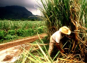 Crean una nueva variedad de caña de azúcar resistente a la sequía -  Fundacion Antama