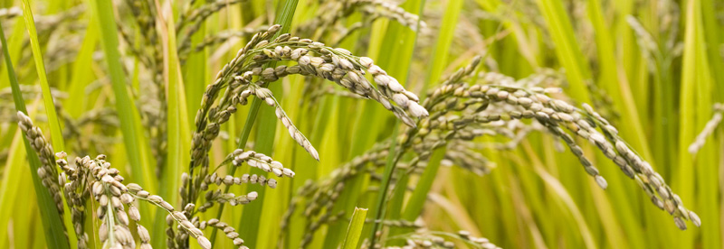 arroz campo destacado 01