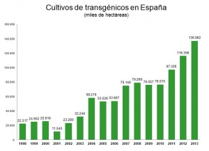 Cultivos transgenicos maiz bt espana 2013