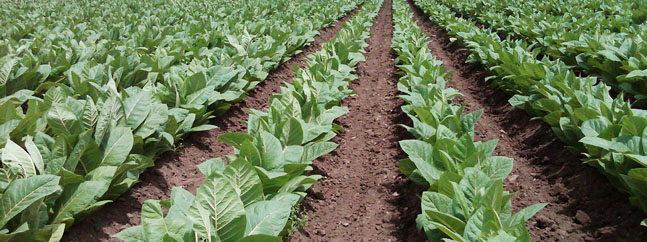 plantas tabaco transgenico