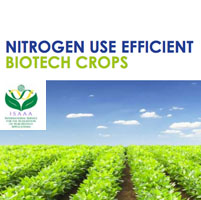 informe nitrogeno transgenicos