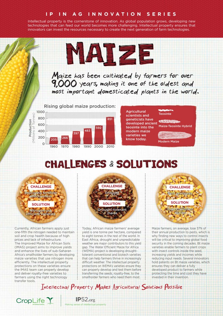 maize_infographic_final_web