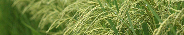 arroz cultivo gen