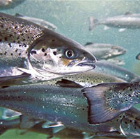 salmon transgenico estados unidos fda