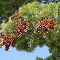 Pinus Lambertiana secuencian genoma