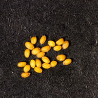 Arabidopsis seed