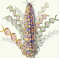 Genoma maíz