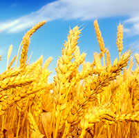 cultivo trigo