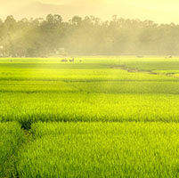 Cultivo arroz investigación