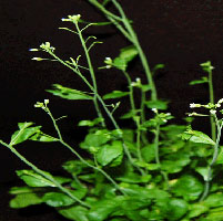 arabidopsis-thaliana-planta-miniatura