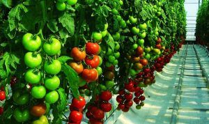cultivo-tomate