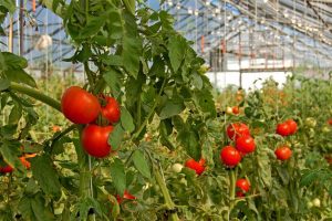 planta-de-tomate
