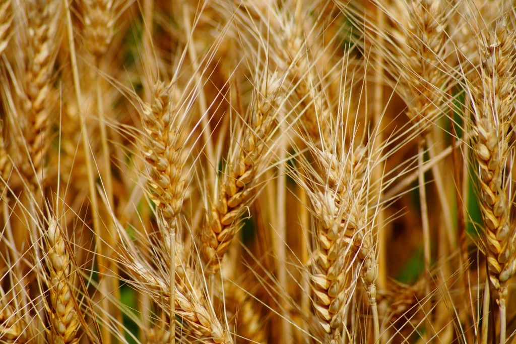 Amflora, la patata que ahorra recursos, energía y costes - Fundacion Antama