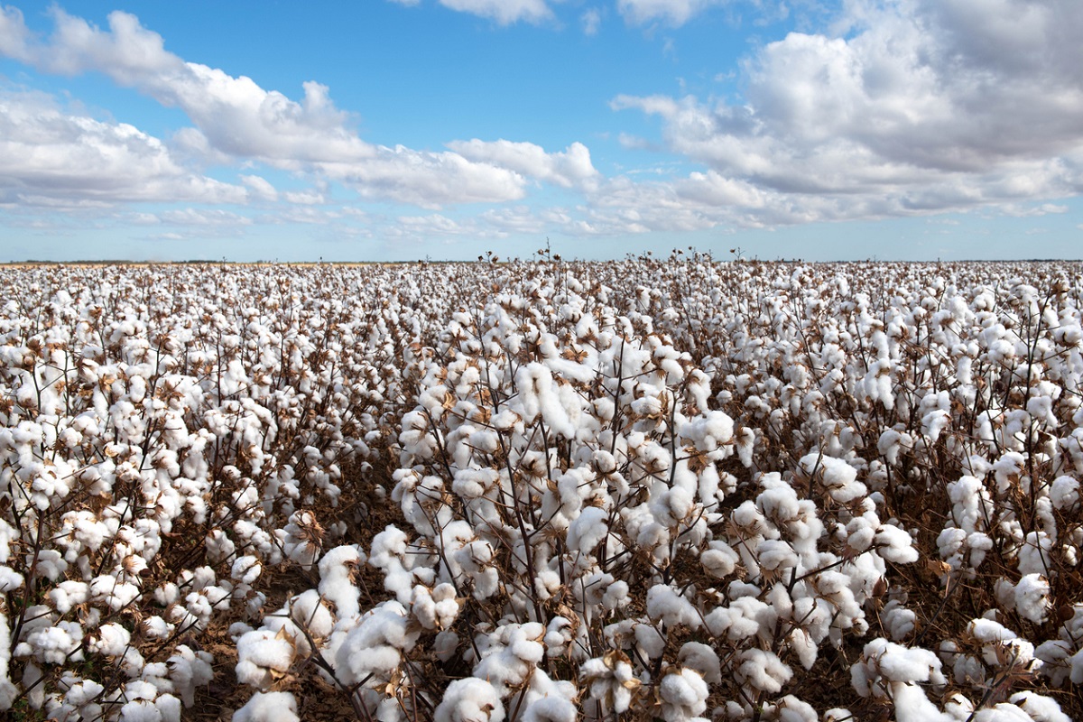 La EFSA publica evaluación de la nueva información de secuenciación para algodón biotecnológico