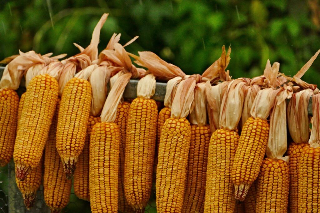 La mejora vegetal del maíz ha contribuido a la economía española con más de 2.700 millones de euros en los últimos 30 años