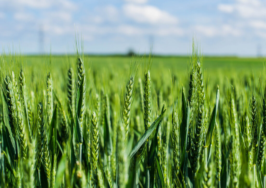La obtención vegetal ha aumentado la productividad del trigo en torno al 220% en los últimos 50 años