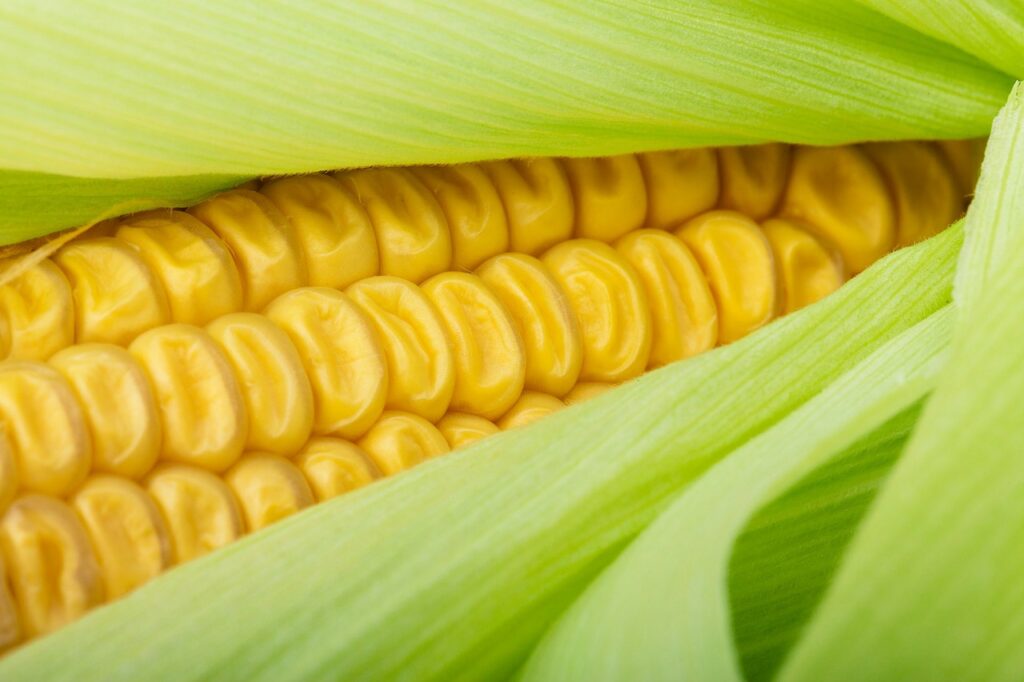 El cultivo de maíz Bt en España compensa cada año la emisión de más de 57 mil toneladas de CO2