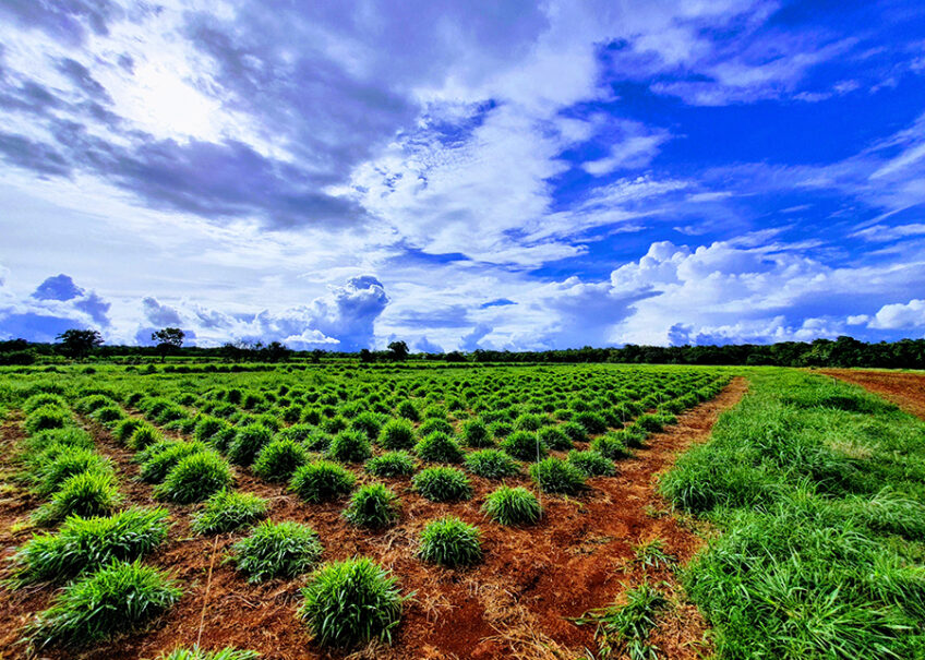 Logran producir la secuencia del genoma del pasto Ruzi - Fundacion Antama