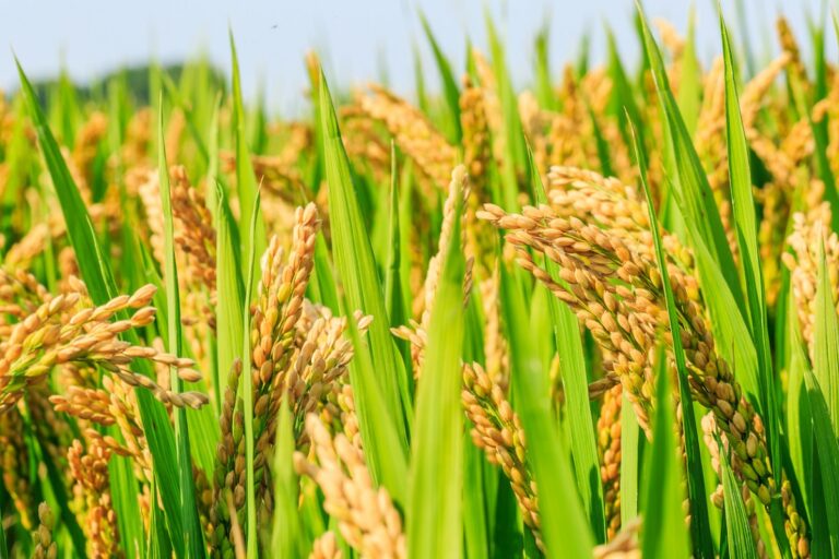 Gena care crește cu 40% productivitatea orezului