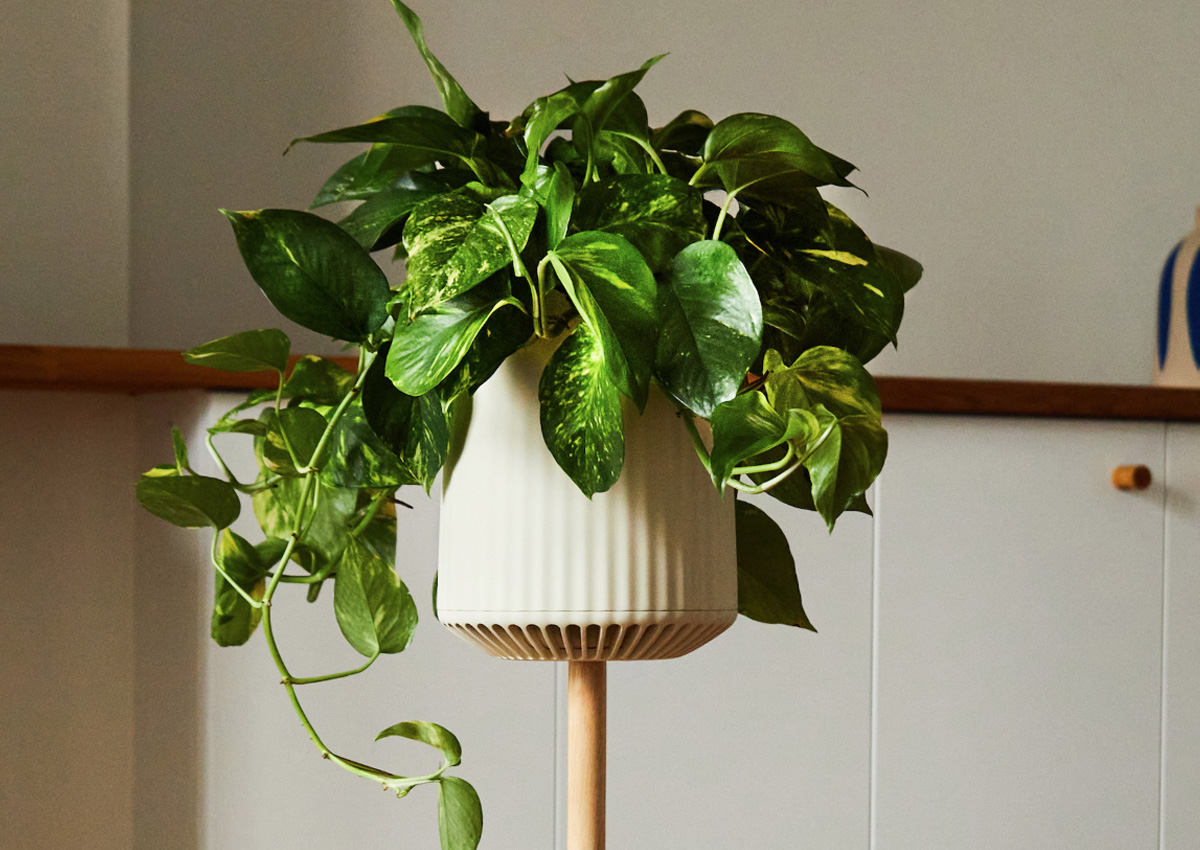 O plantă de apartament – cel mai eficient filtru pentru aer