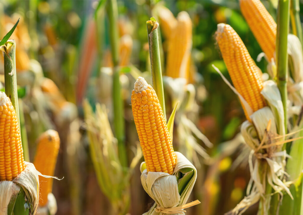 La EFSA emite dictamen científico favorable sobre el maíz transgénico MON 87429