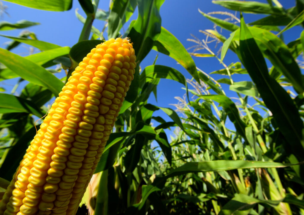 La EFSA concluye que el maíz transgénico MON 95379 es seguro