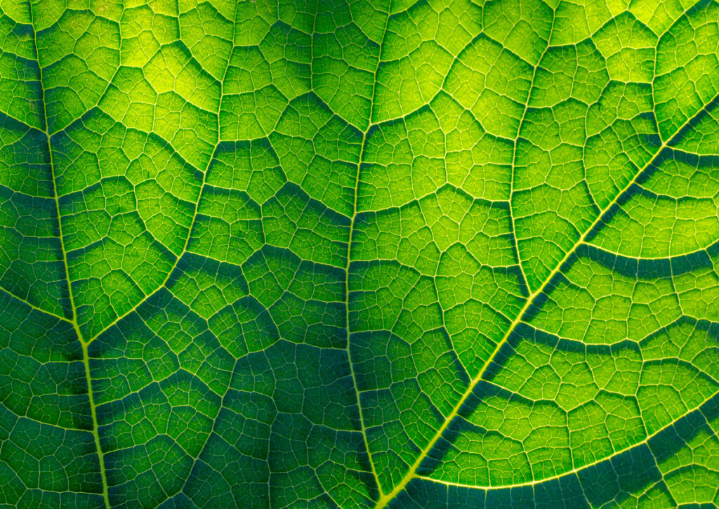 Investigadores en Estados Unidos descubren componentes básicos de la fotosíntesis