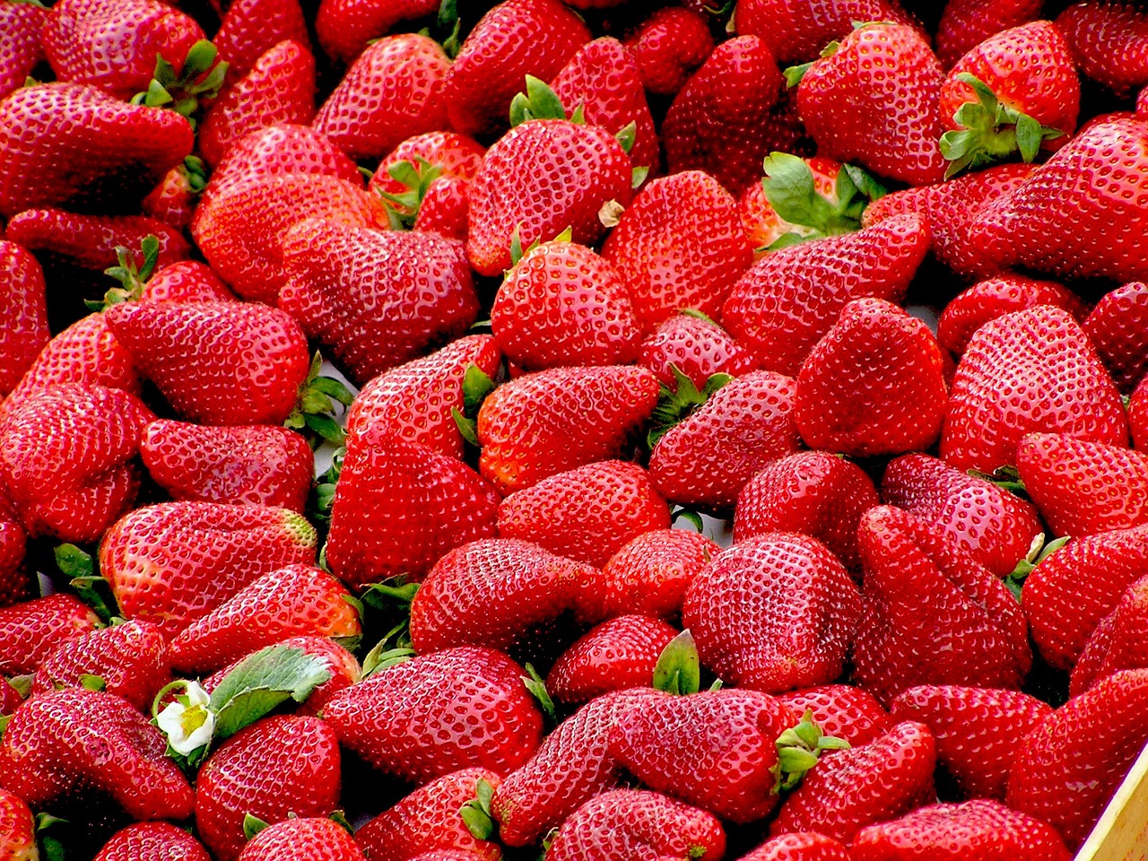 Identifican la proteína responsable del color rojo característico de la fresa